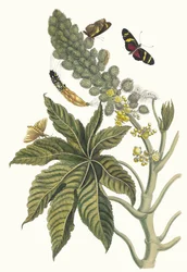 Palma Christi. Ur boken Metamorphosis insectorum Surinamensium, 1705.