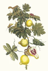 Pomme de Sodome. Ur boken Metamorphosis insectorum Surinamensium, 1705.