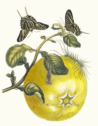 Pompelmös. Ur boken Metamorphosis insectorum Surinamensium, 1705.