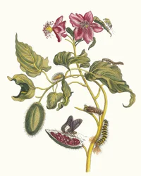Rocu. Ur boken Metamorphosis insectorum Surinamensium, 1705.