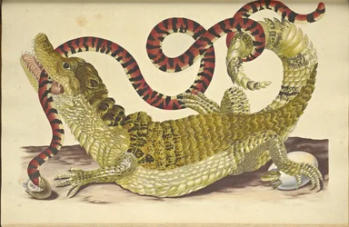 Glasögon Caiman Caiman crocodilus and a False Coral Snake, 1705.