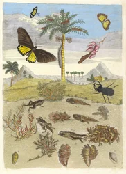 Hjortbagge, amfibier och palmer. Ur boken Metamorphosis insectorum..., 1705.