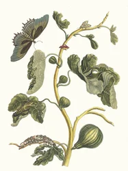 Vit Guava. Ur boken Metamorphosis insectorum Surinamensium, 1705.