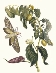 Zursak. Ur boken Metamorphosis insectorum Surinamensium, 1705.