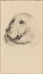 Huvud av en hund