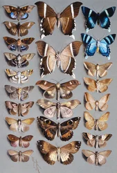 Tjugofyra nattfjärilar, i tre kolumner, mestadels tillhörande familjen Noctuidae
