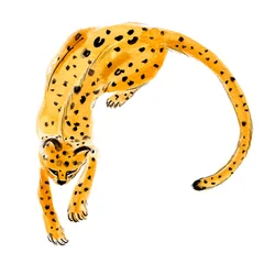 Curled Leopard, 2020 (akvarell på papper)