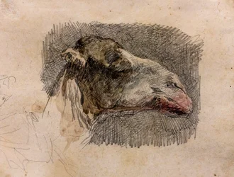 Kamelhuvud, ca 1865 (grafitpenna med akvarellhöjdpunkter på papper)