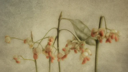 Fina botaniska stjälkar