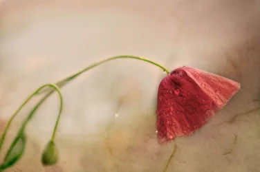 Ömtålig vallmoblomning