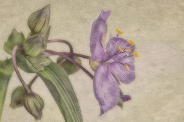 Ömtålig lila blomma