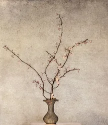 Ömtåliga vårblommor