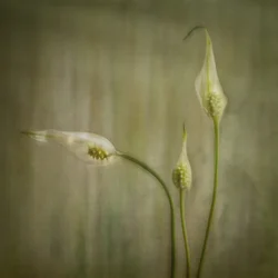 Fridfulla liljeblommor