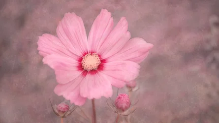Mjukt rosa kosmos