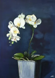 Eleganta vita orkidéer