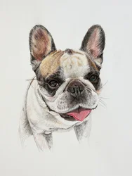 Glad fransk bulldogg