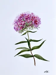 Livfull botanisk blomning
