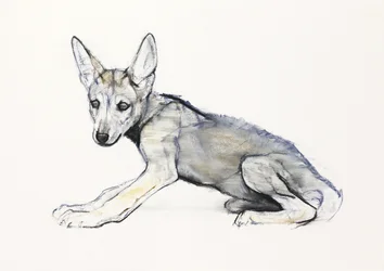 Adolescent Arabian Wolf Pup, 2009 (conte und charcoal på papper)