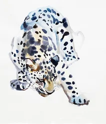 Arabisk leopard, 2008