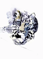 Arabisk leopard, 2008