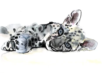 Arabisk leopardunge, 2008