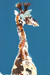 Baby Masai Giraffe, 2018