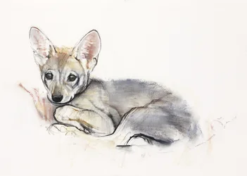 Curled Arabian Wolf Pup, 2009 (conte und charcoal på papper)