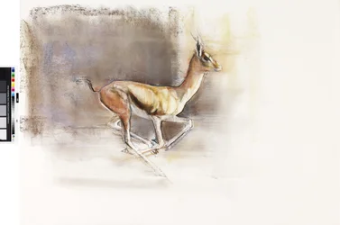 Desert Wind (arabisk gasell), 2010 (olja på papper)