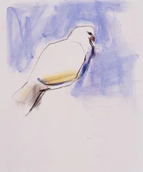 Dove, Trasierra, 1998 (grafit, träkol och conte på papper)