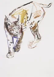 European Lynx (charcoal und conte på papper)