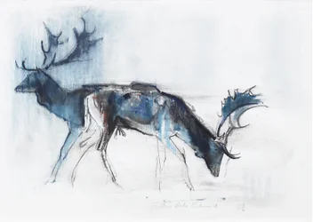 Fallow Bucks, Richmond, 2006 (charcoal und conte på papper)
