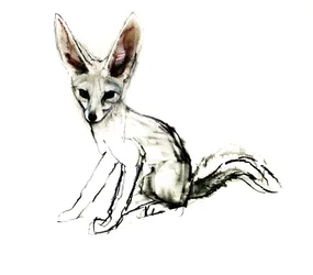 Foxy (Sand Fox), 2009 (conte und charcoal på papper)