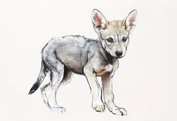 Hesitating Arabian Wolf Pup, 2009 (conte und charcoal på papper)