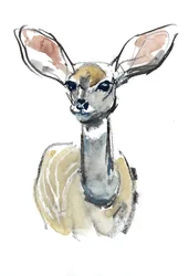 Kudu Fawn, Sarara, 2018