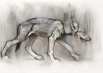 Lean Pup (arabisk varg), 2009 (conte und charcoal på papper)