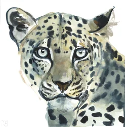 Leopard, 2015, (akvarell på papper)