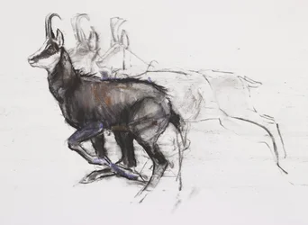 Running Chamois (charcoal und conte på papper)