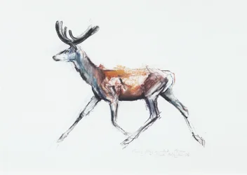 Running Stag i sammet, Polsen, 2006 (charcoal und conte på papper)