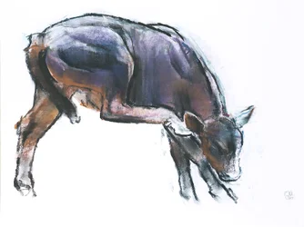 Scratching Calf, 2006 (charcoal und conte på papper)