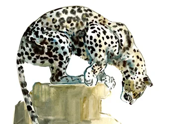 Spine (arabisk leopard), 2015, (akvarell och gouache på papper)