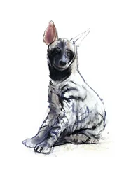 Randig Hyena Pup (sittande), 2010, (conté och pastell på papper)