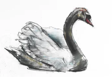 Svanen (kol och conte på papper)