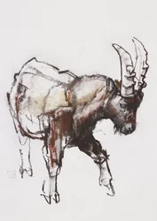 Young Ibex, Gran Paradiso, 2005 (charcoal und conte på papper)