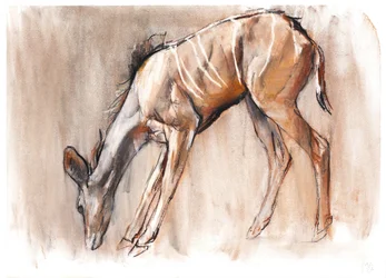 Young Kudu, Loisaba, 2018