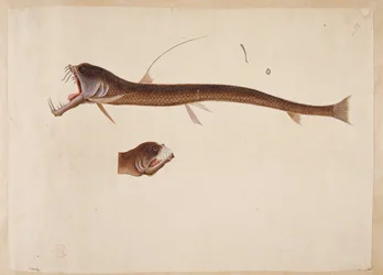 Chauliodus sloanei. En varelse som liknar en ål.