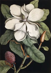 Laurel Tree, 1731-1743