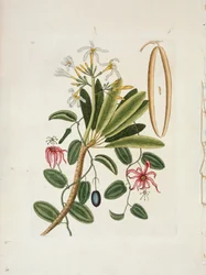 Plumeria obtusa L. Singapore Frangipani, c1700-1740.