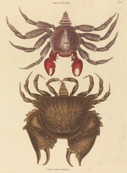 Röd fläckig stenkrabba Cancer grapsus, publicerad 1731-1743.