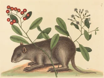 Bahama Coney (Mus Monax)