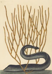 Den svarta muränan Muraenae helenae varietas, utgiven 1754